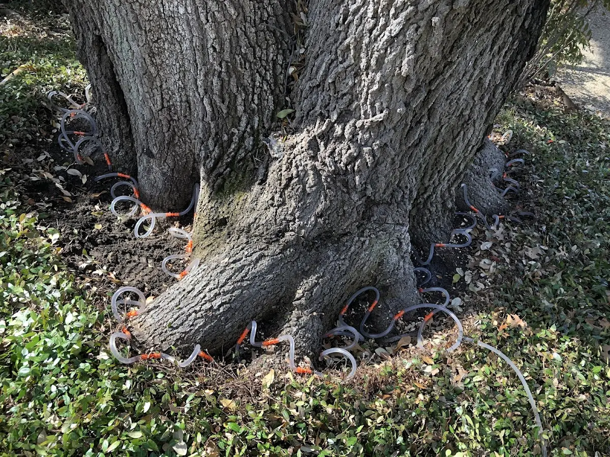 Detailed Shrub and Hedge Trimming job site in Mapleton